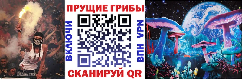 где купить наркотик  Сясьстрой  Псилоцибиновые грибы Psilocybe 